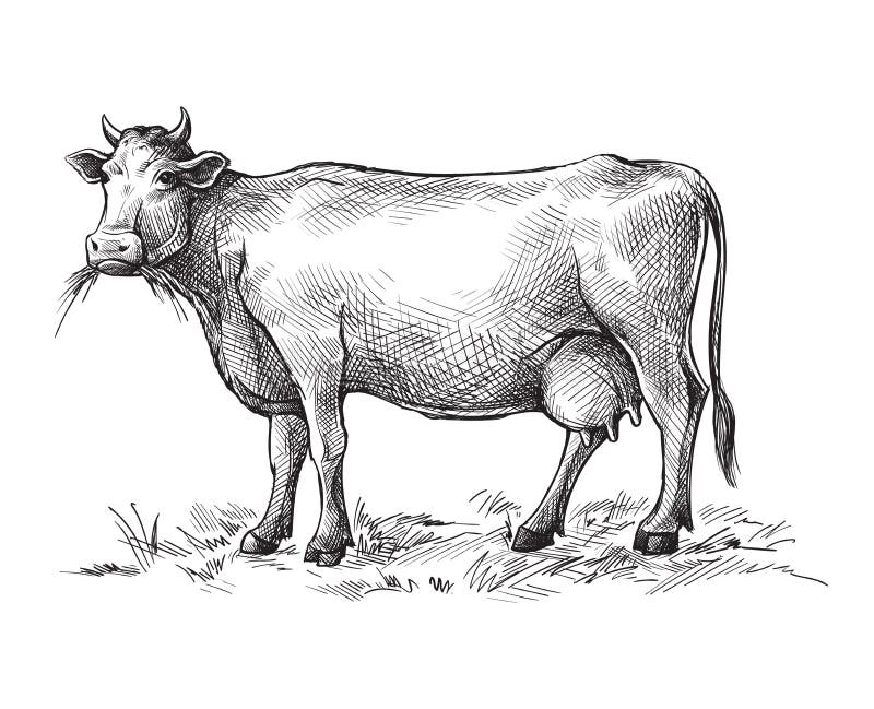 Sketches of cow drawn by hand. livestock. cattle. animal grazing vector illustration. Sketches of cow drawn by hand. livestock. cattle. animal grazing vector illustration