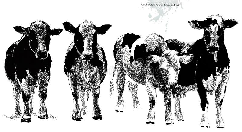 Cow sketch. breeding cow illustration. Animal husbandry. livestock. hand drawn farm animal series. Cow sketch. breeding cow illustration. Animal husbandry. livestock. hand drawn farm animal series.