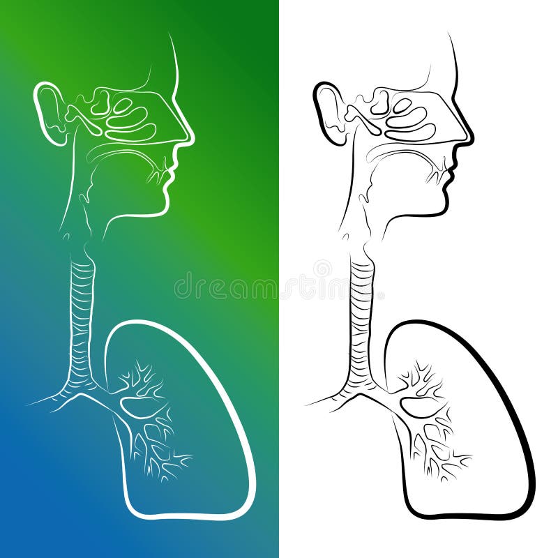 Croquis des organes d'appareil respiratoire illustration libre de droits Croquis des organes d'appareil respiratoire illustration libre de droits