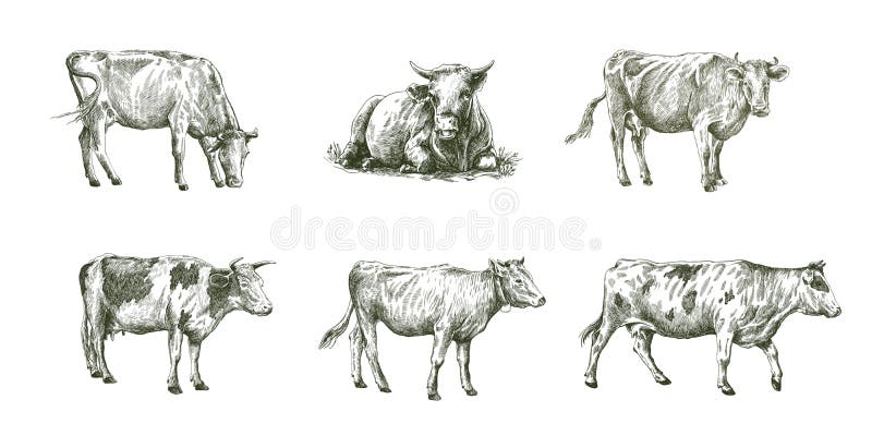 Sketches of cows drawn by hand on a white background. livestock. cattle. animal grazing. Sketches of cows drawn by hand on a white background. livestock. cattle. animal grazing