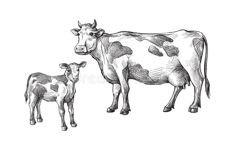 Sketches of cows and calf drawn by hand. livestock. cattle. animal grazing. vector illustration. Sketches of cows and calf drawn by hand. livestock. cattle. animal grazing. vector illustration