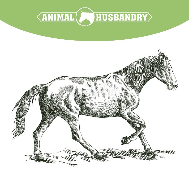 Sketch of running horse drawn by hand on a white background. livestock. animal grazing. Sketch of running horse drawn by hand on a white background. livestock. animal grazing