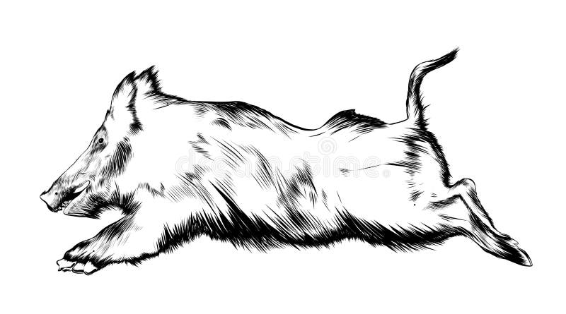 Croquis Tire Par La Main Du Sanglier Dans Le Noir D Isolement Sur Le Fond Blanc Dessin Detaille De Style Gravure A L Eau Forte De Illustration De Vecteur Illustration Du Main Porc