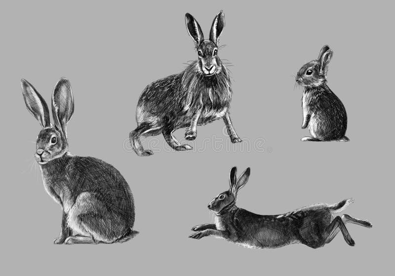 Croquis à main levée de lapin sauvage illustration stock Croquis à main levée de lapin sauvage illustration stock