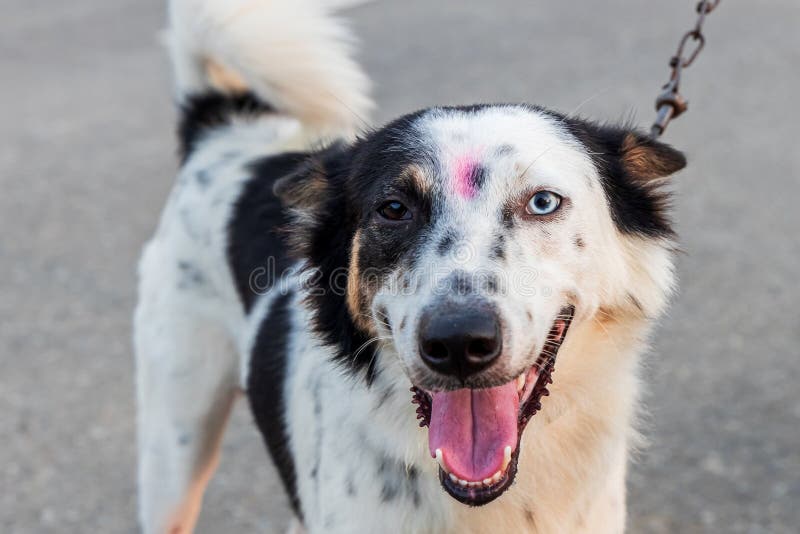 Border collie and siberian husky best sale mix