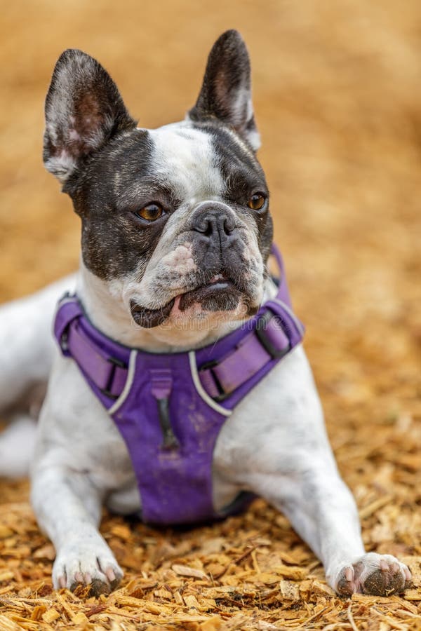 French Bulldog and Boston Terrier Female Stock Image - Image of bald ...