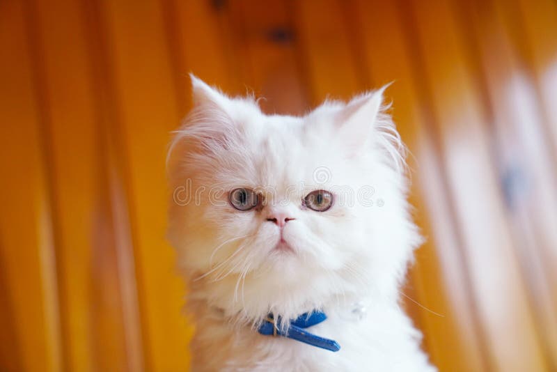 Cross breed Persian and Turkish Van white cat sitting with blue collar and looking with odd eyes