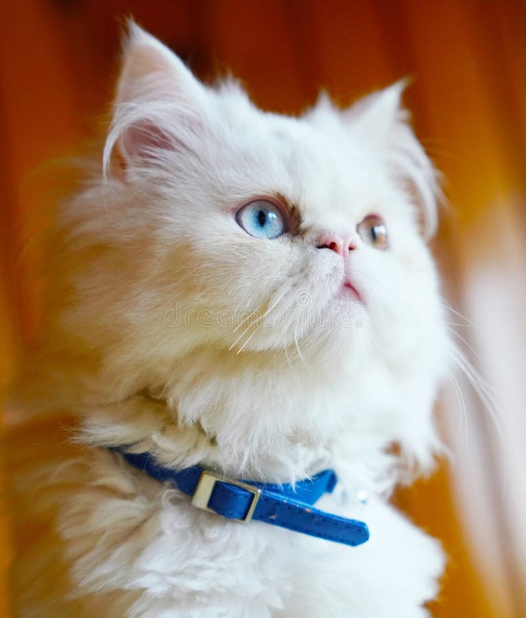 Cross breed Persian and Turkish Van white cat sitting with blue collar and looking with odd eyes