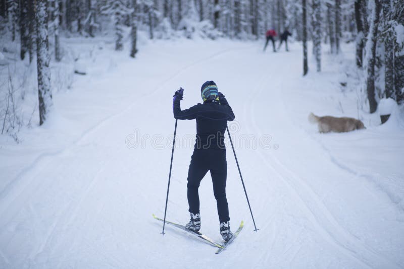 Cross Country Ski. Skiing in Winter on the Track Editorial Photo