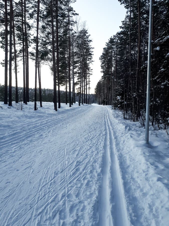 A Crosscountry Ski Track Forms Curved Trail that Disappears into the