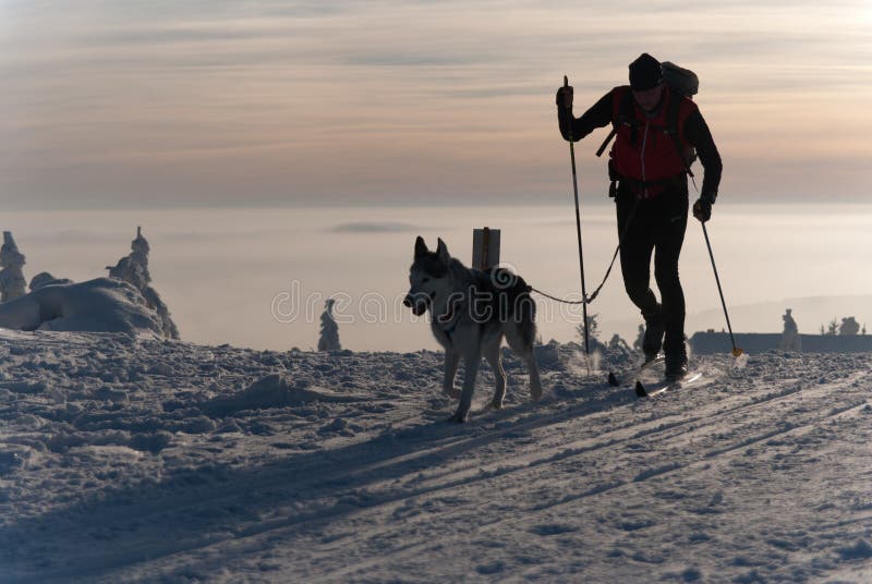 Cross-country skier med hunden royaltyfria foton Cross-country skier med hunden royaltyfria foton