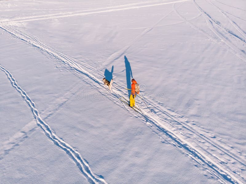 Cross-country skiing on track with dog malamute. Concept winter holiday. Aerial top view