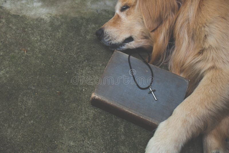 Cross with Dog . Religion Concept Stock Photo Image of life, concept