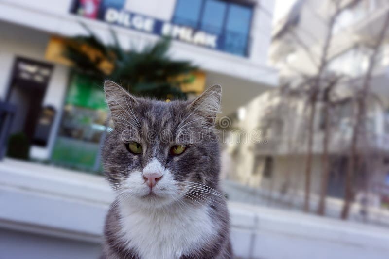 Cross-eyed handsome from İstanbul royalty free stock photo Cross-eyed handsome from İstanbul royalty free stock photo
