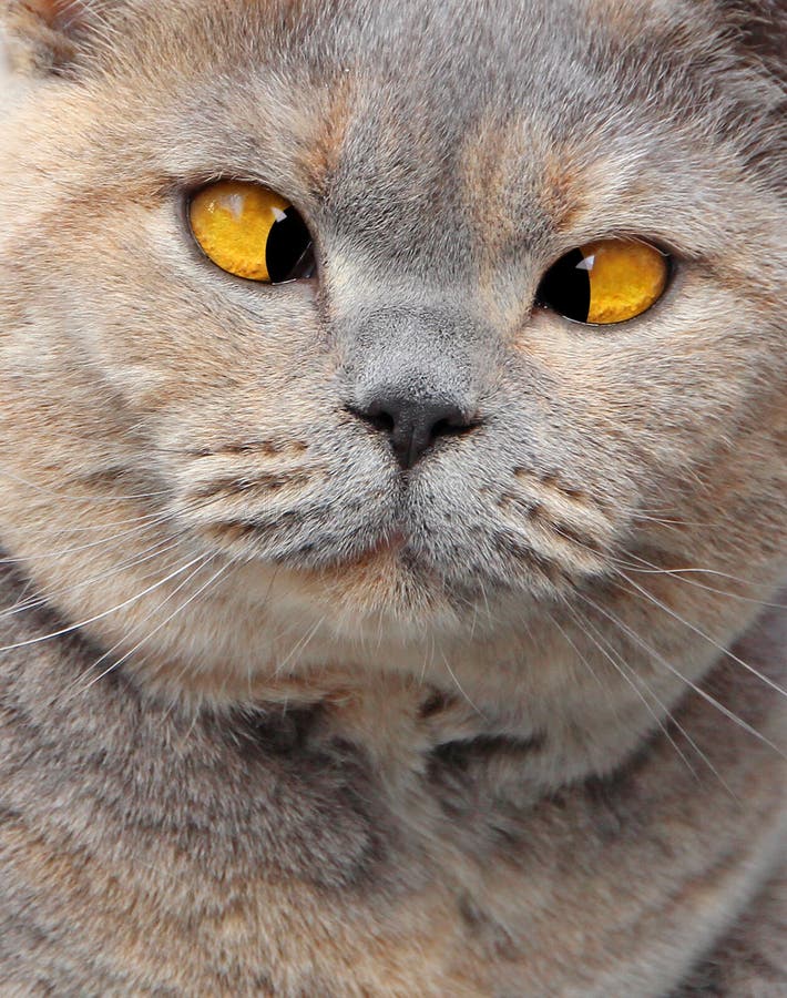 Cross eyed pedigree cat expression on face
