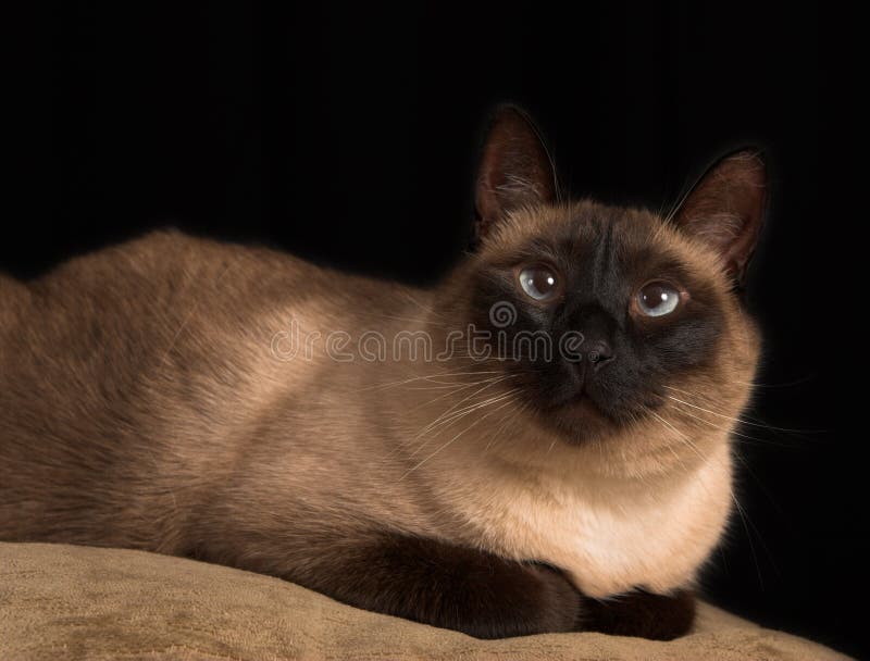 Cross eyed siamese cat stock photo. Image of feline, isolated 1639266