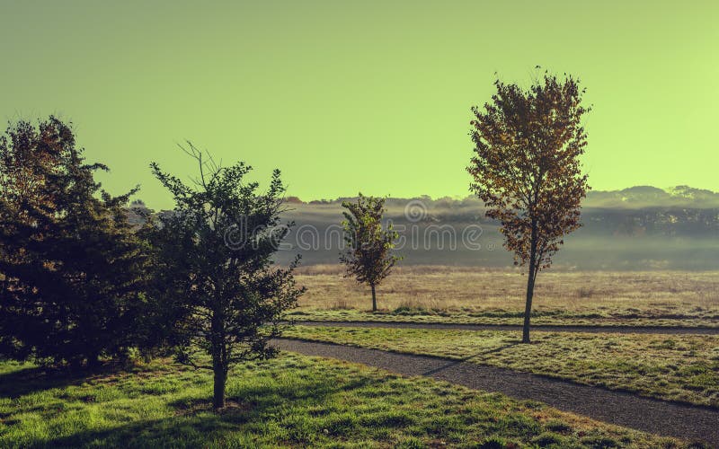 Cross-processed Green Meadow Landscape of Four Trees in Foggy Autumn Morning against Turquoise Colored Sky Background