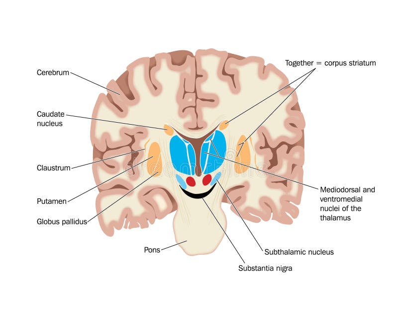 Kreslenie mozgu ukazuje bazálnej uzlín a thalamic jadier.