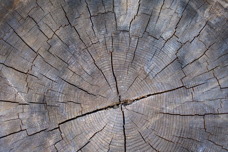 Crosssection of a Chopped Down Tree Stock Image Image of close, ring