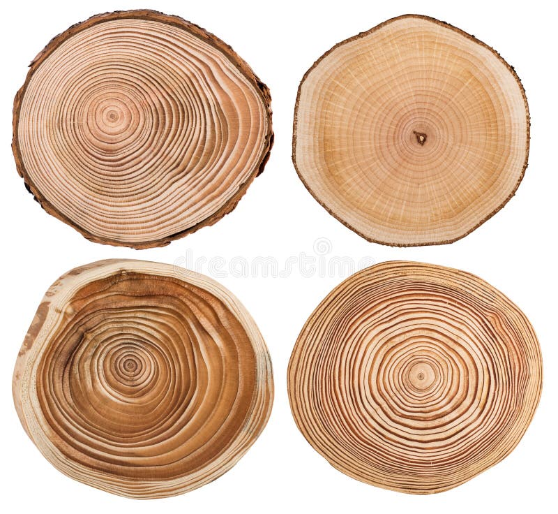 Cross section set isolated on white background. royalty free stock image