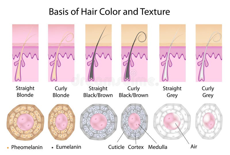 In cross section straight hair is round and curly is flatten. Black hair has mostly eumelanin, blonde has more pheomelanin. Grey hair has no pigment and has air in the medulla. Eps8, gradient and mesh printing compatible. Normal cross vectors