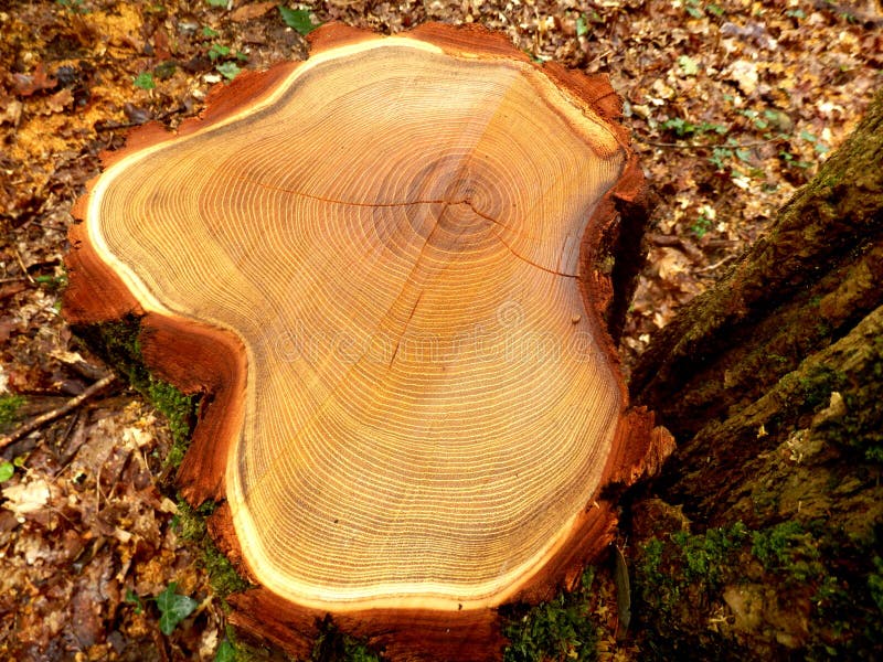Cross section of a felled acacia tree