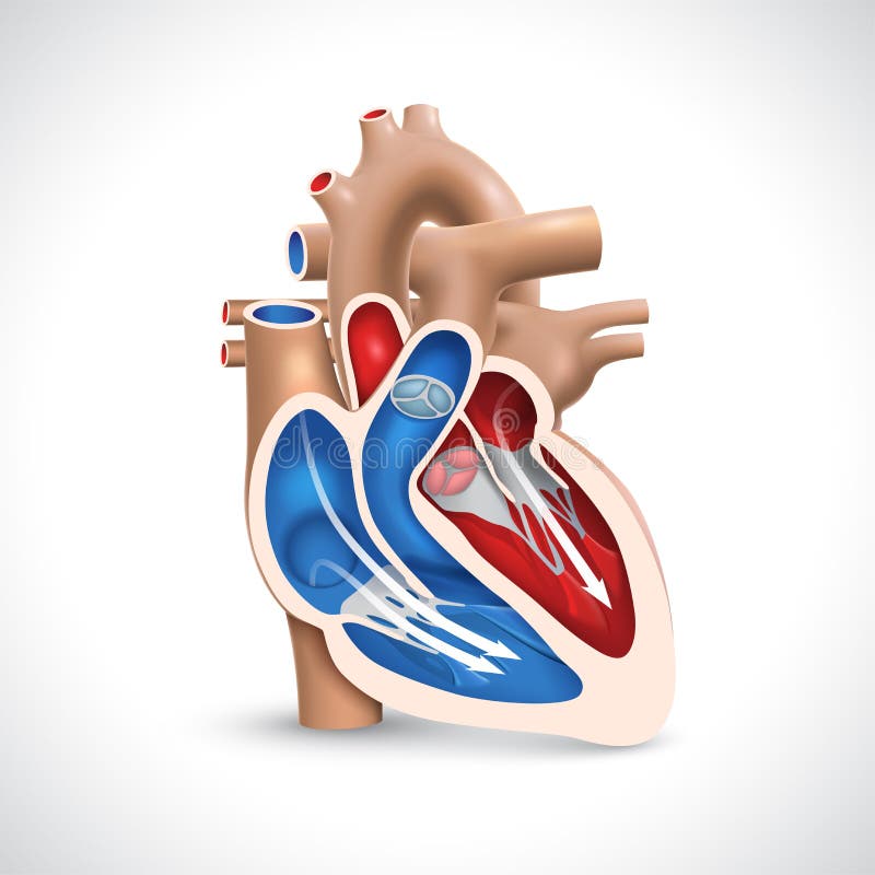 cross-section-of-the-human-heart-showing-the-blood-pumping-function-of