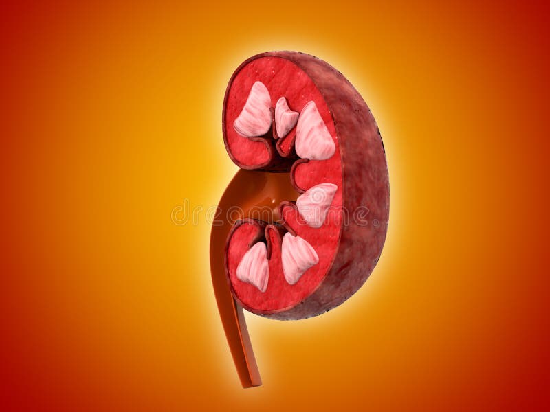 121 Kidney Cross Section Stock Photos - Free & Royalty-Free Stock ...