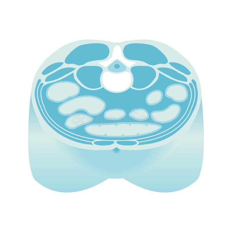 Cross-section illustration of a normal body. Normal cross vectors