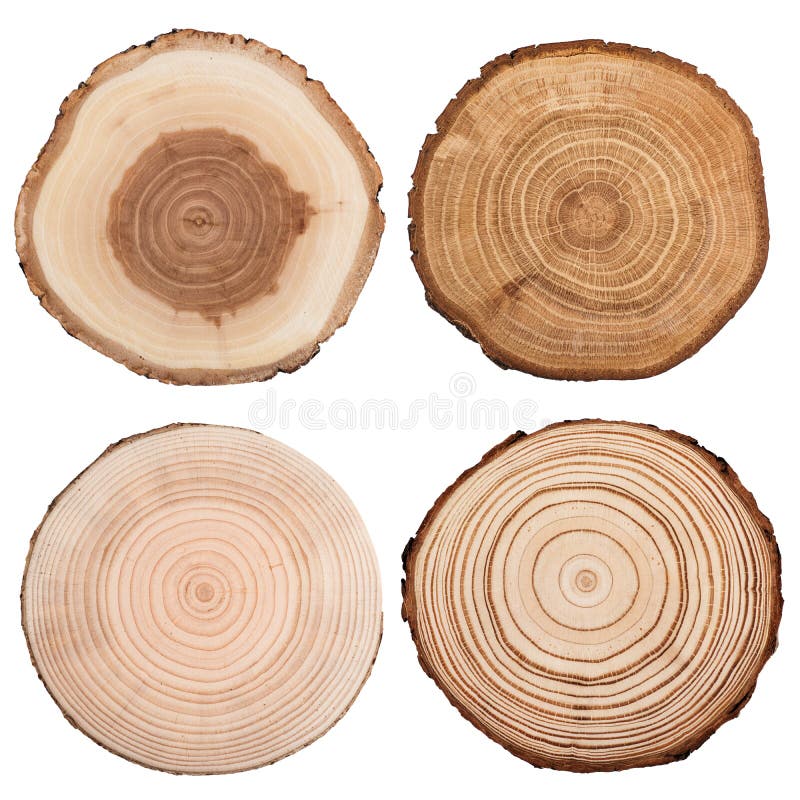 Free Cross Section Of Tree Trunk Isolated On White. Royalty Free Stock Photography - 109584527