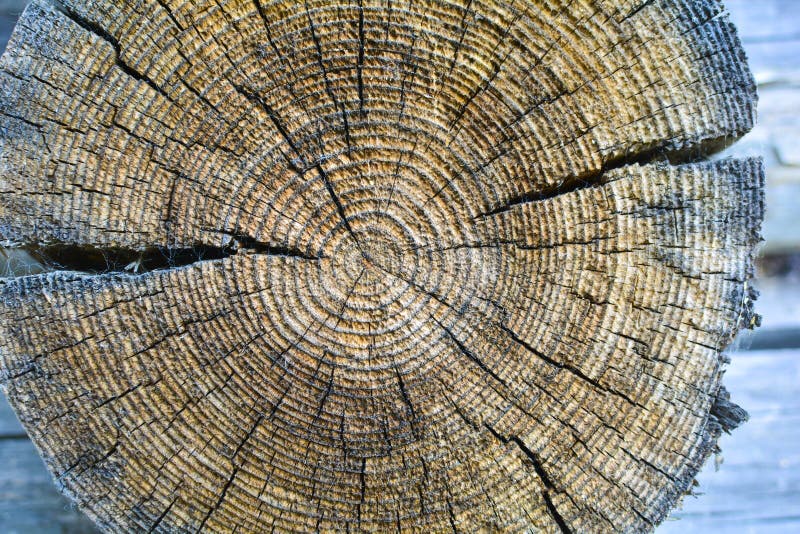 Cross-section of the old tree trunk, showing annual rings and cracks. wood texture royalty free stock photos Cross-section of the old tree trunk, showing annual rings and cracks. wood texture royalty free stock photos