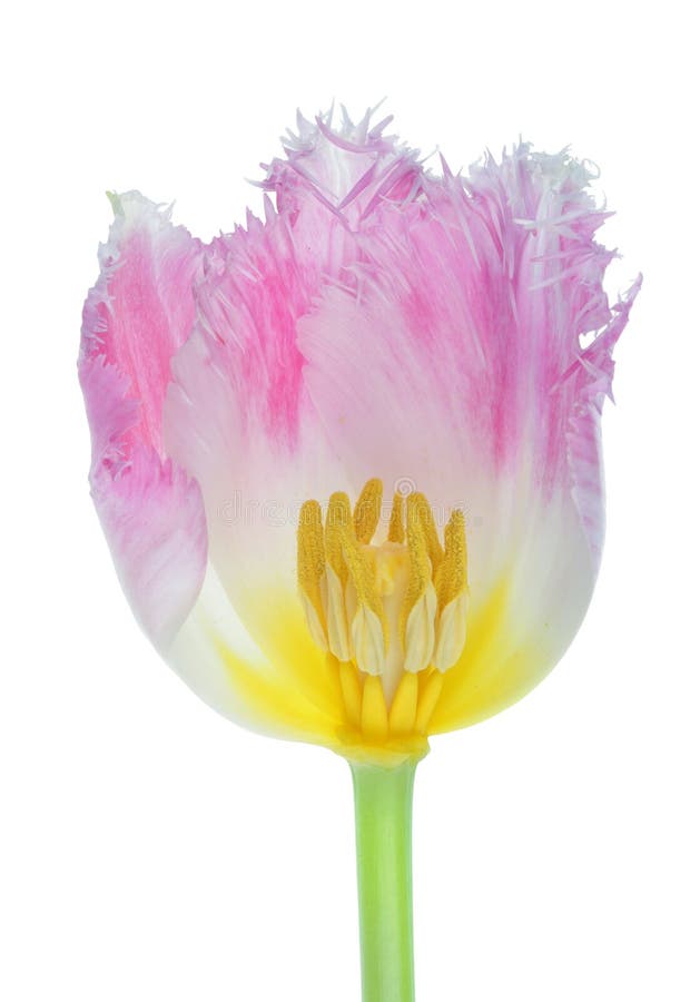 Cross section of pink terry spring tulip flower head isolated macro stock photography.