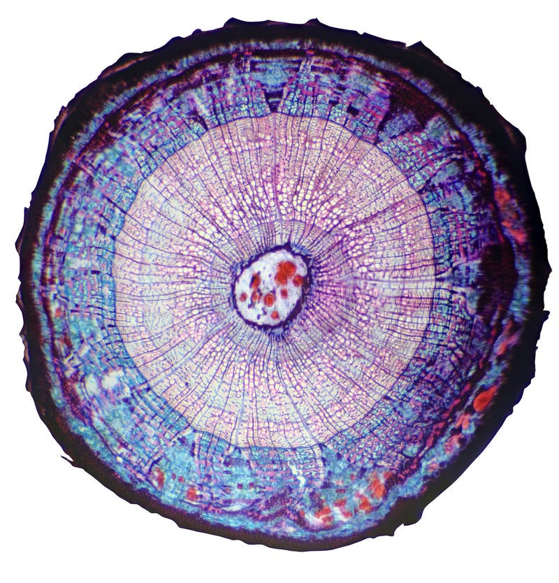 Cross-section of the stem woody plant under the microscope