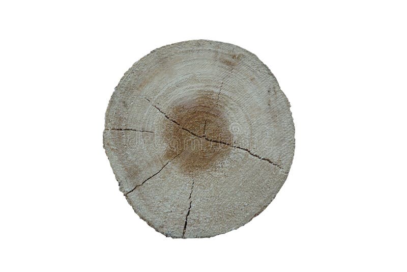 Cross section of tree with clipping path stock photo Cross section of tree with clipping path stock photo