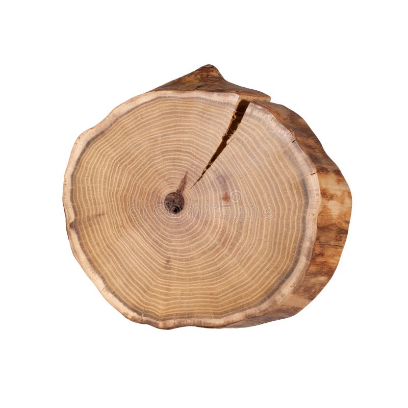 Cross-section of a tree royalty free stock photos