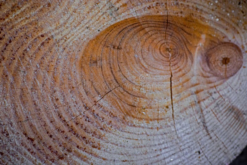 Cross section of tree trunk royalty free stock photos Cross section of tree trunk royalty free stock photos