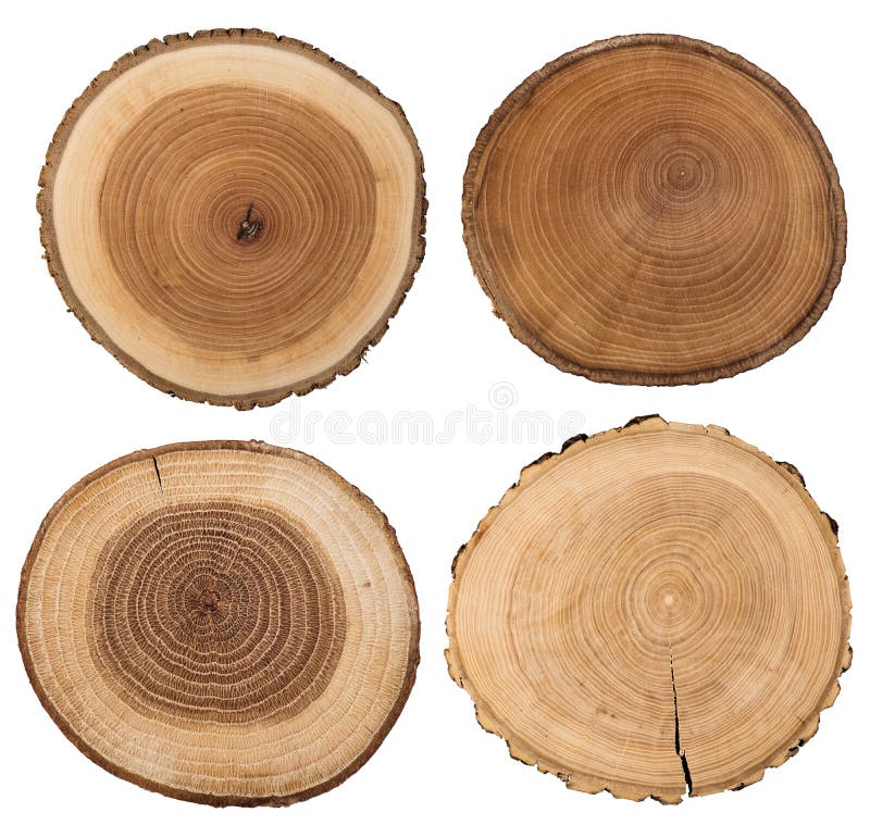Cross section of tree trunk isolated on white.