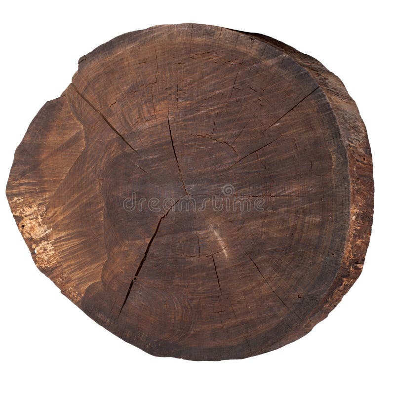 Cross-section of a tree royalty free stock photo