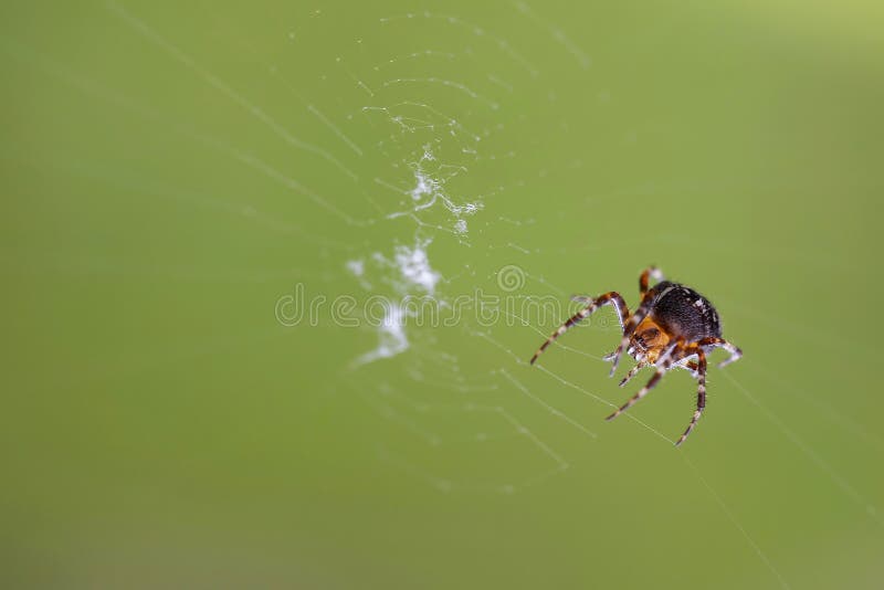 Cross spider