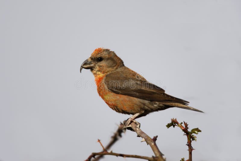 Crossbill, Loxia curvirostra