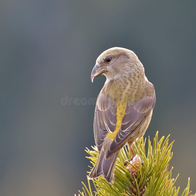 Crossbill in natural habitat (loxia curvirostra)