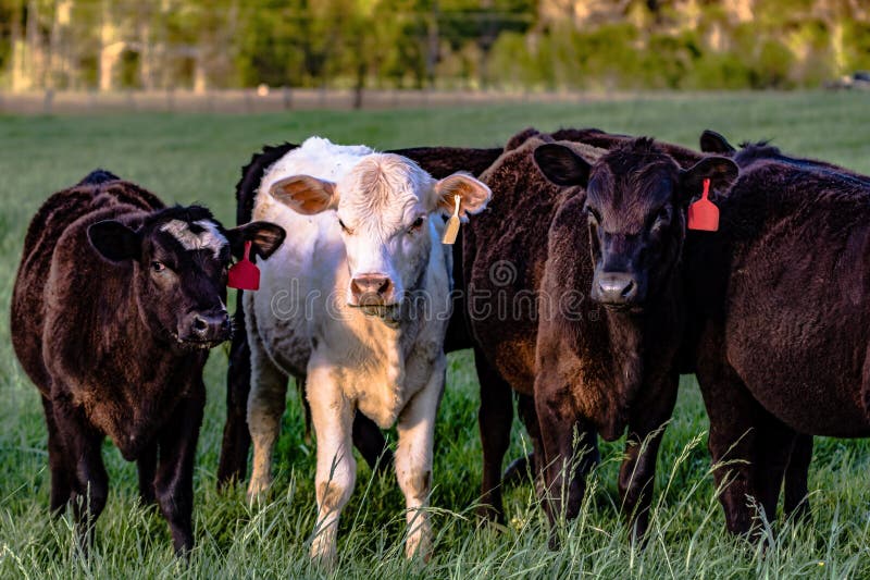 Crossbred heifers in pasture royalty free stock photography Crossbred heifers in pasture royalty free stock photography