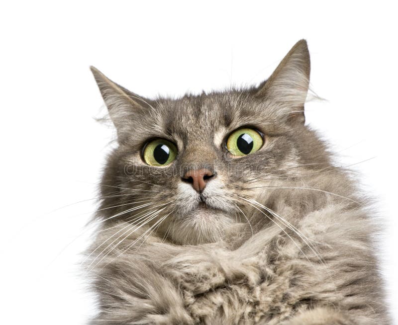 Close-up on a Crossbreed angora cat and european cat (9 years) in front of a white background