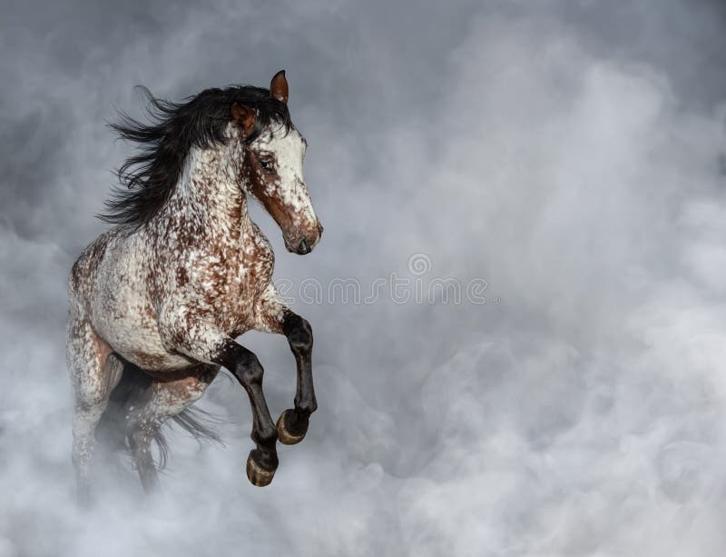 Appaloosa hi-res stock photography and images - Alamy