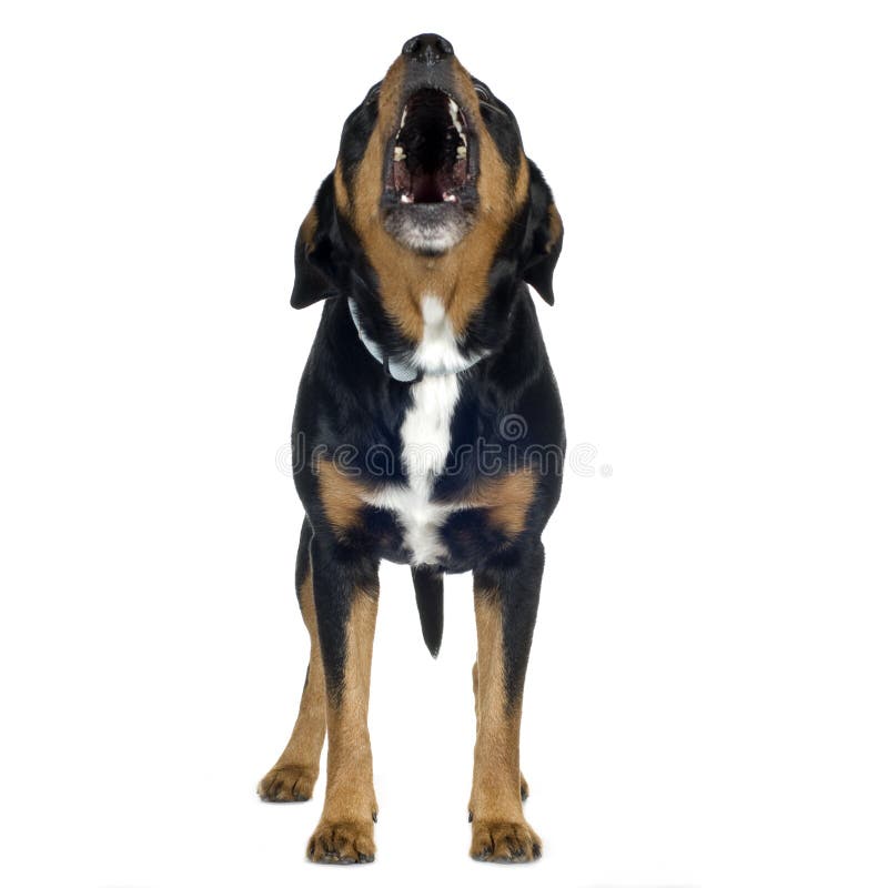beagle rottweiler