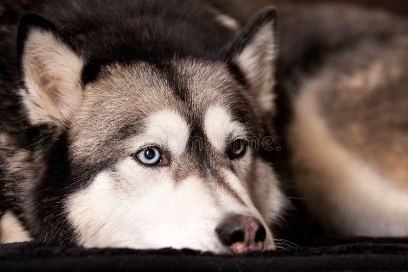 Crossbreed dog between husky and malamut