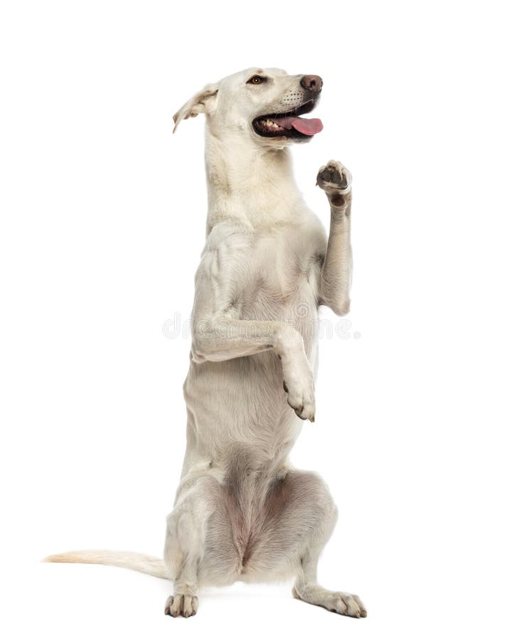 List 93+ Images how long can a dog stand on its hind legs Updated