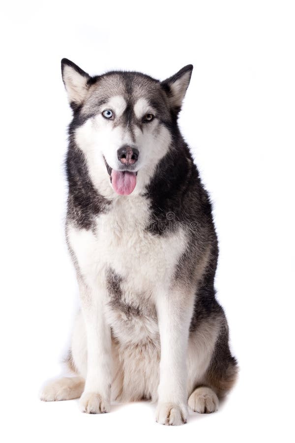 Crossbreed husky and malamut looking happy