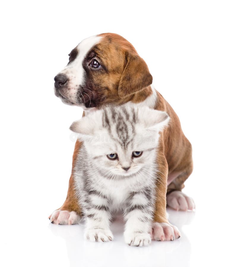 Crossbreed Dog And Cat Together. Isolated On White Background Stock Photo Image of breed