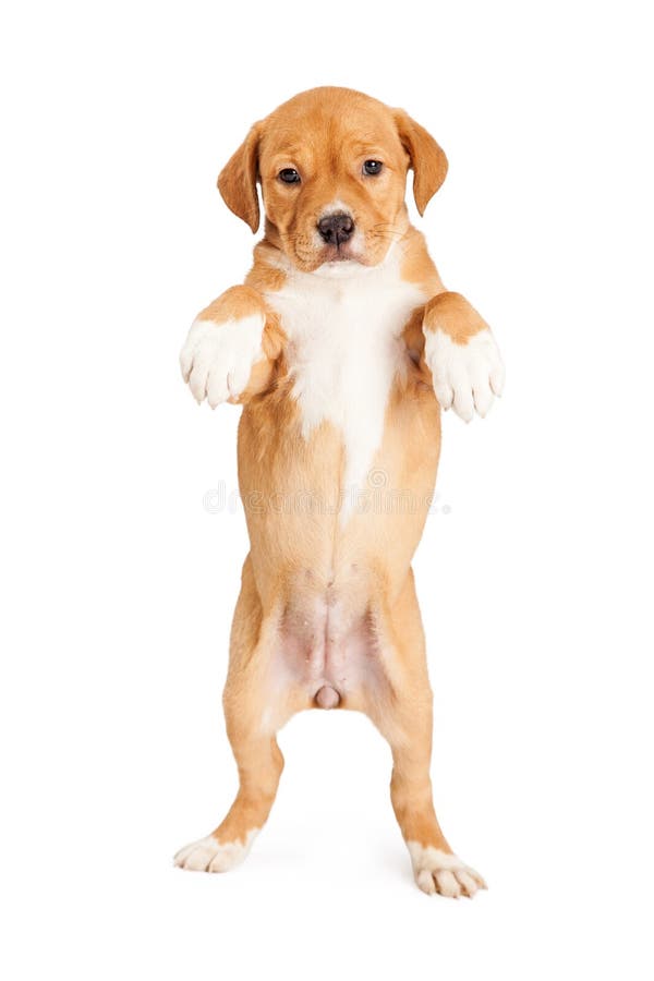 9,844 Dog Standing Up Stock Photos - Free & Royalty-Free Stock